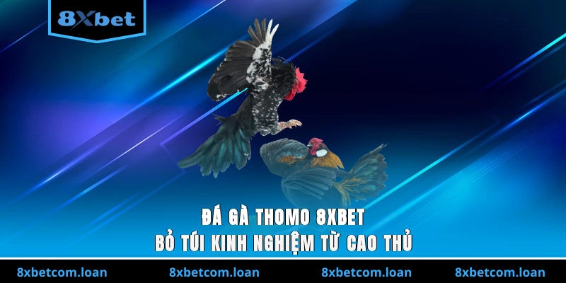 Đá gà Thomo 8XBET thu hút đông đảo