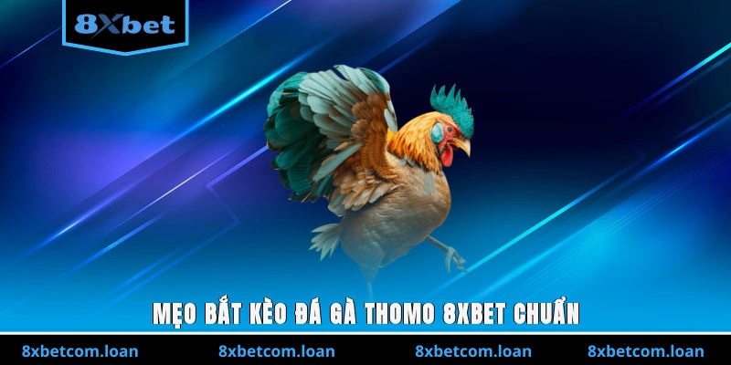 Mẹo bắt kèo đá gà Thomo 8XBET chuẩn